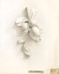 Disegno di prugne da un calco in rilievo